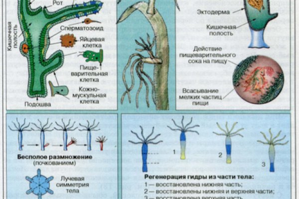 Сайт кракен не работает почему